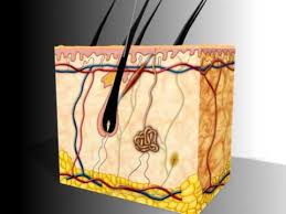 végleges szőrtelenítés dunakeszi epilálás lézer carbon peeling carbonpeeling lézeres szőrtelenítés dermaroller rosacea thesera theresa bioszálas facelifting férfi intimgyanta dunakeszi göd fót vác újpest tetoválás eltávolítás férfi intimgyanta szempilla lifting szempilla dauer kozmetikus kozmetika